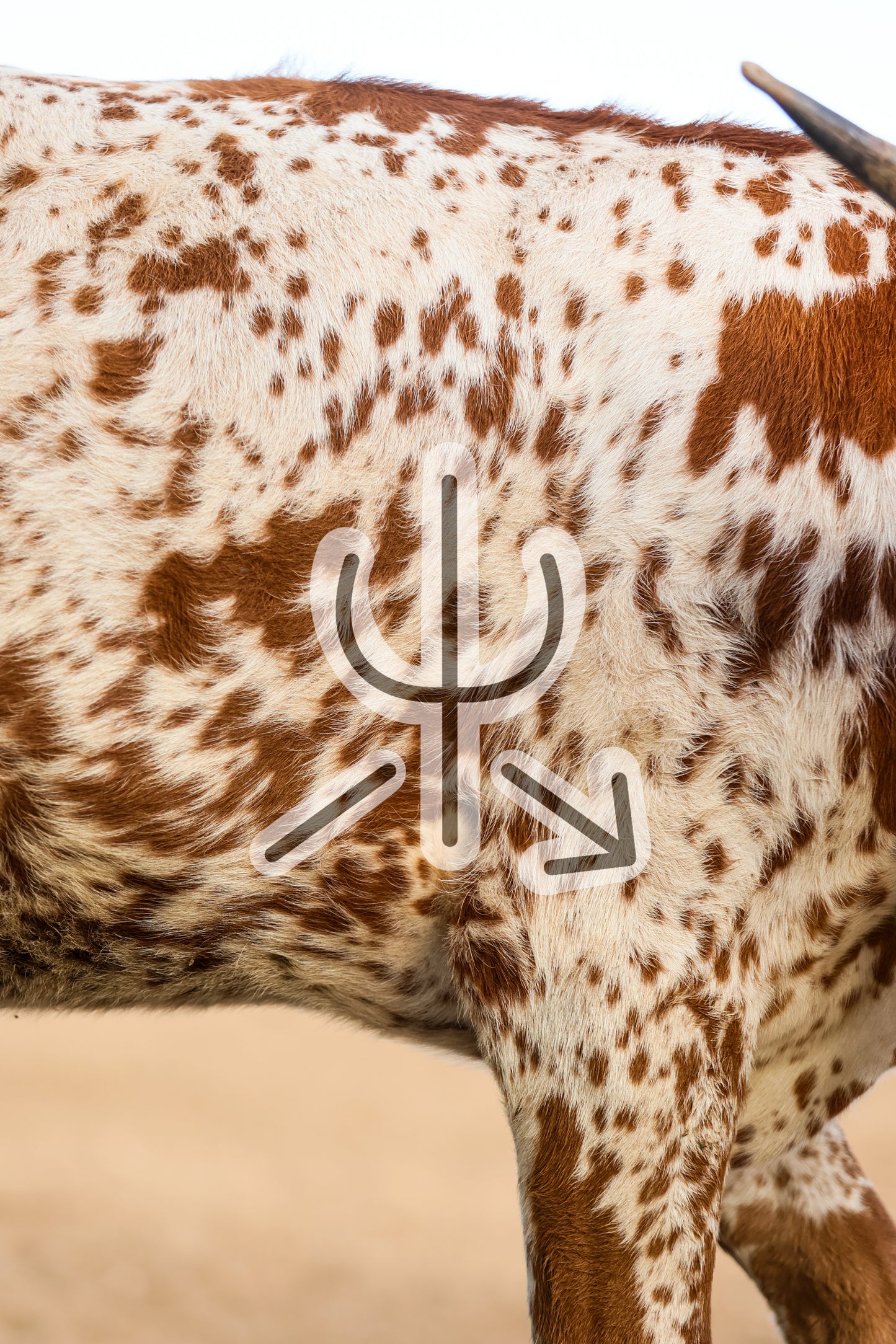 Speckled Heifer Print– Western Fine Art Print | Rustic Cow Wall Decor | Ranch House Aesthetic Photo by Chase Templeton Photography