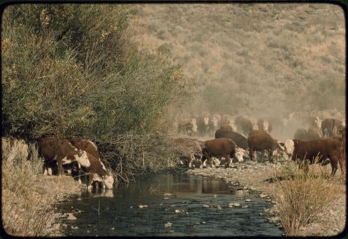 Why Herefords? America’s White-Faced Ranch Favorite