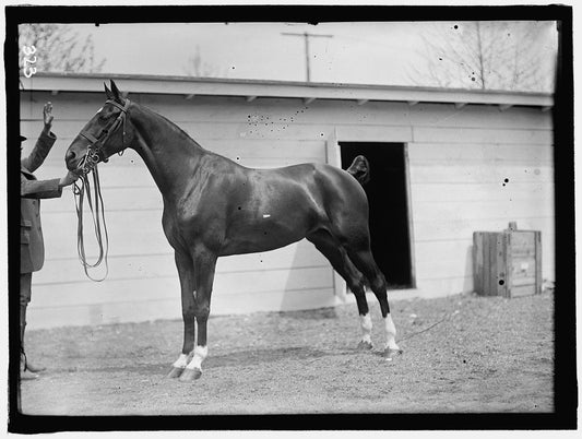 Why are horses measured in “hands”?