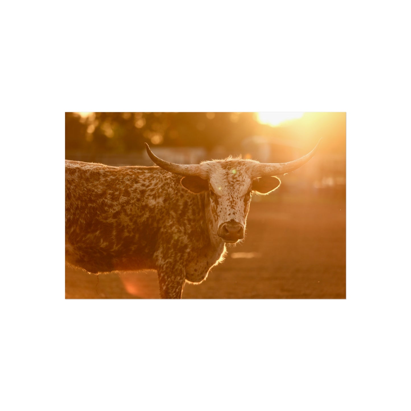 Speckled Sunset- Fine Art Print (Matte)