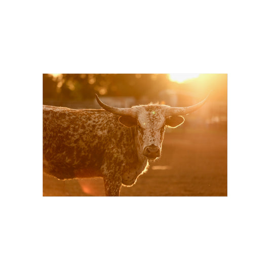 Speckled Sunset- Fine Art Print (Matte)
