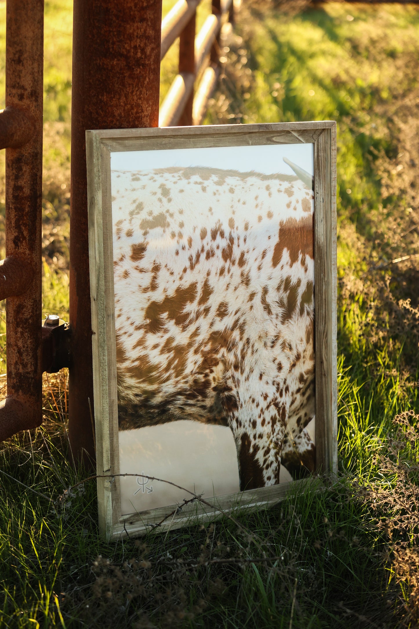 Speckled Heifer Print– Western Fine Art Print | Rustic Cow Wall Decor | Ranch House Aesthetic Photo by Chase Templeton Photography