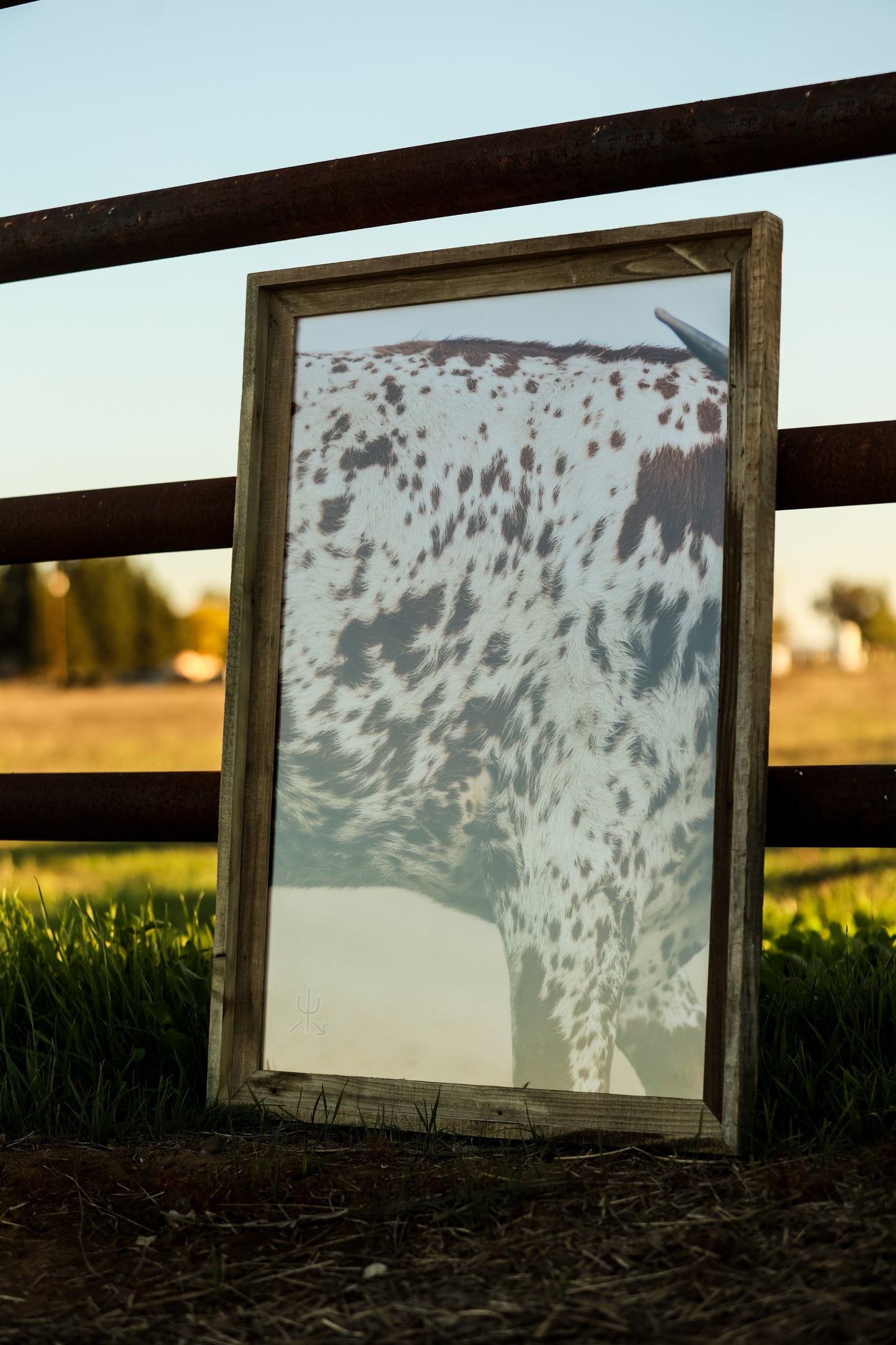 Speckled Heifer Print– Western Fine Art Print | Rustic Cow Wall Decor | Ranch House Aesthetic Photo by Chase Templeton Photography
